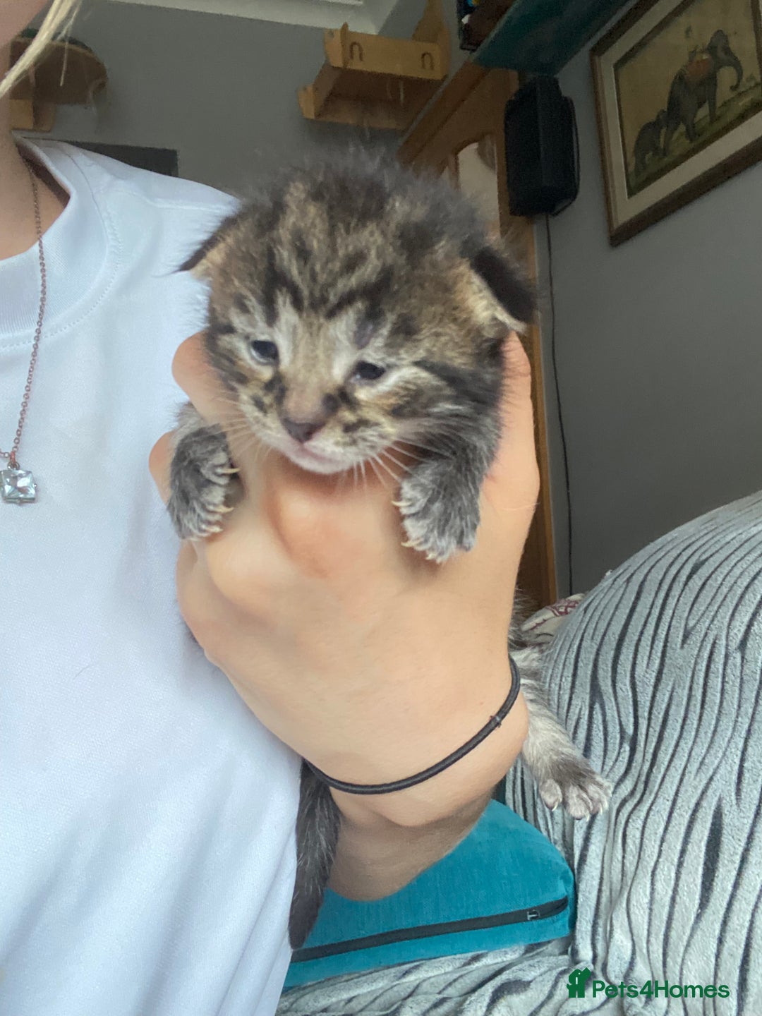 Maine Coon cats for sale: White Maine Coon boy  - Image 16