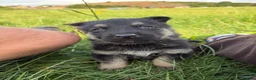 German Shepherd dogs for sale: 3 female German Shepard pups in Littleborough - Advert 9