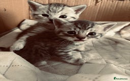 Brazilian Shorthair cats for sale: Silver tipped BSH - Image 5