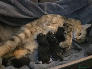 Mixed Breed cats Last fluffy kitten - Advert 1