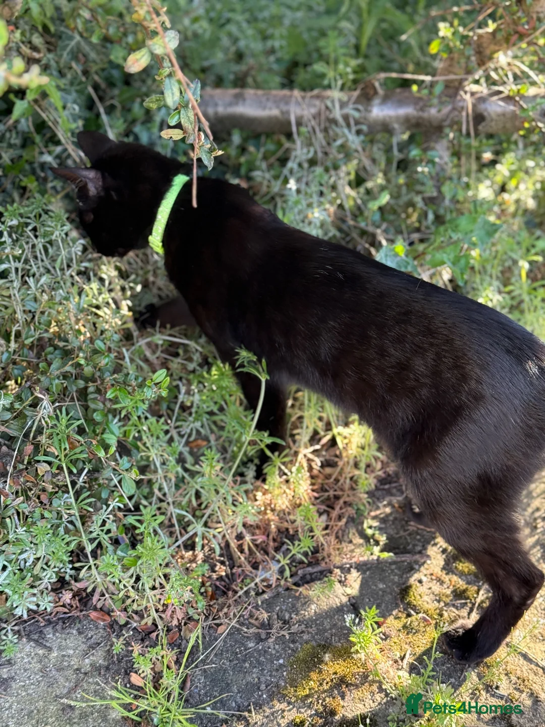 Mixed Breed cats for sale: Cats  - Advert 2