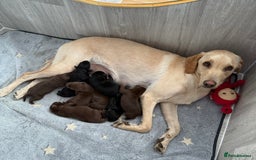 Labrador Retriever dogs for sale: Black female labrador - Image 5