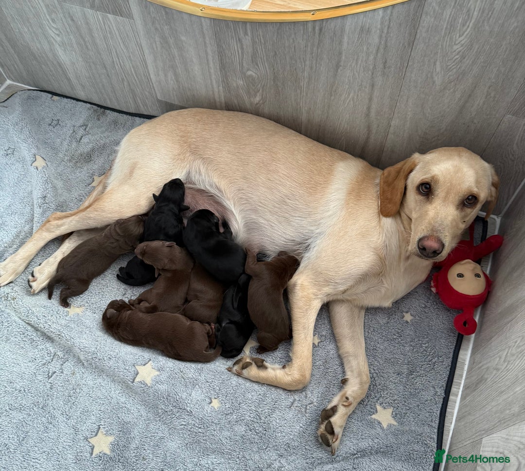 Labrador Retriever dogs for sale: Black female labrador - Image 5