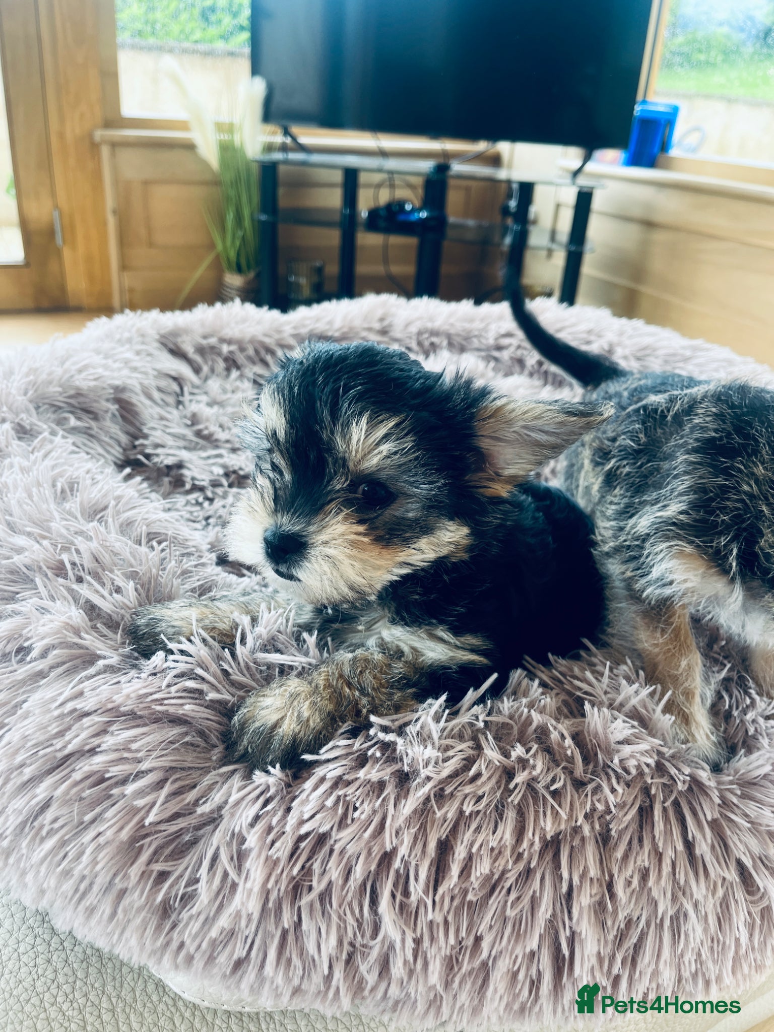 Mixed Breed dogs for sale: 2 female Yorkie pups ready for their forever home  - Advert 10