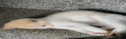 Mixed Breed cats for sale: Kittens in Llanelli - Advert 10