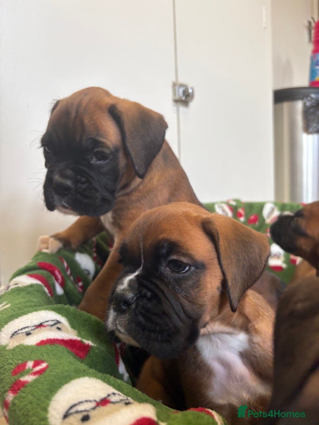 Boxer dogs for sale: Boxer puppy’s  - Advert 12