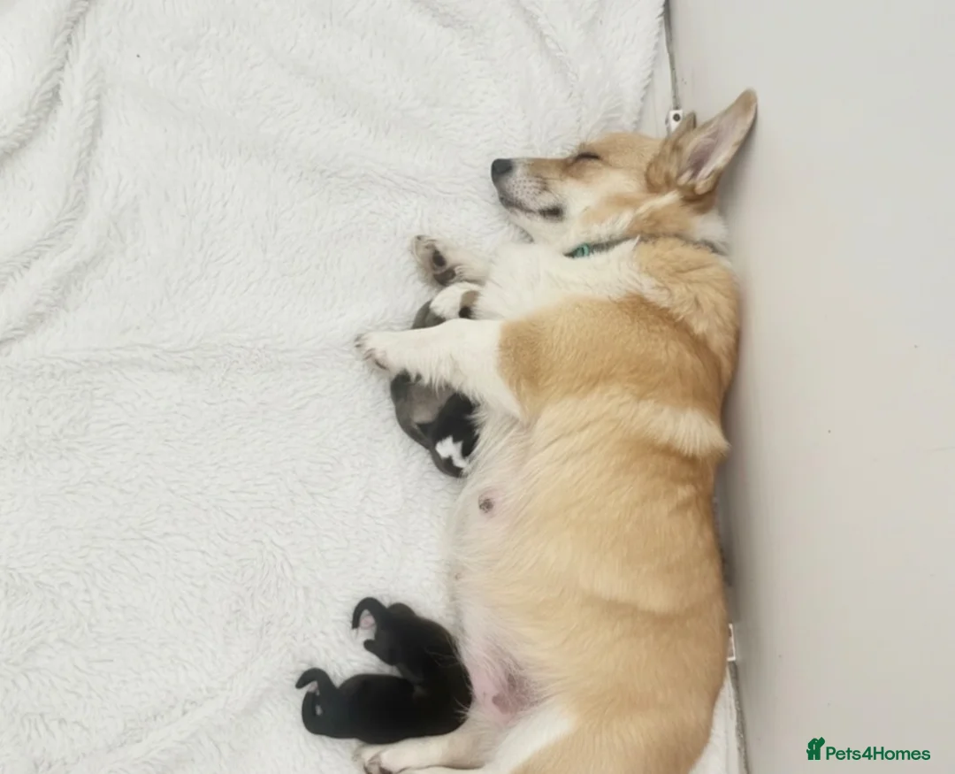 Welsh Corgi Pembroke dogs for sale: Show quality Pembrokeshire corgi - Advert 2