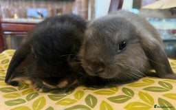 Mini Lop rabbits for sale: Two Mini Lop with Plush Baby Boys - Image 4