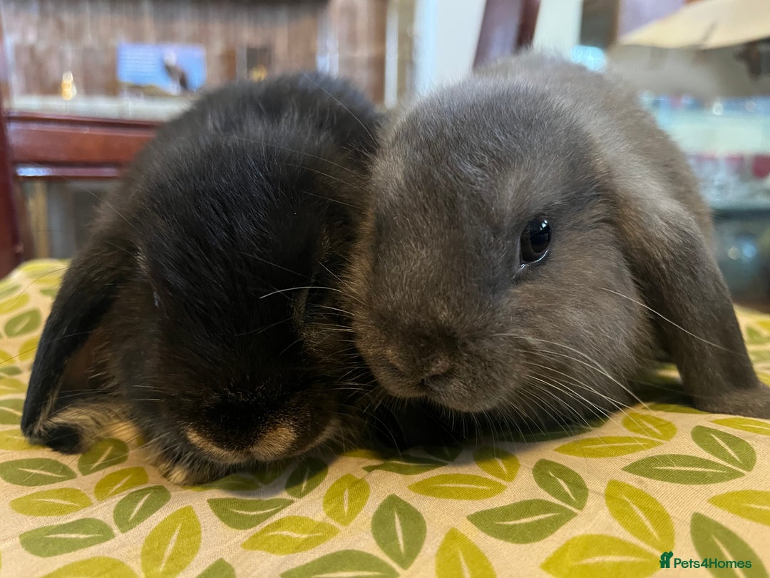 Mini Lop rabbits for sale: Two Mini Lop with Plush Baby Boys - Image 4