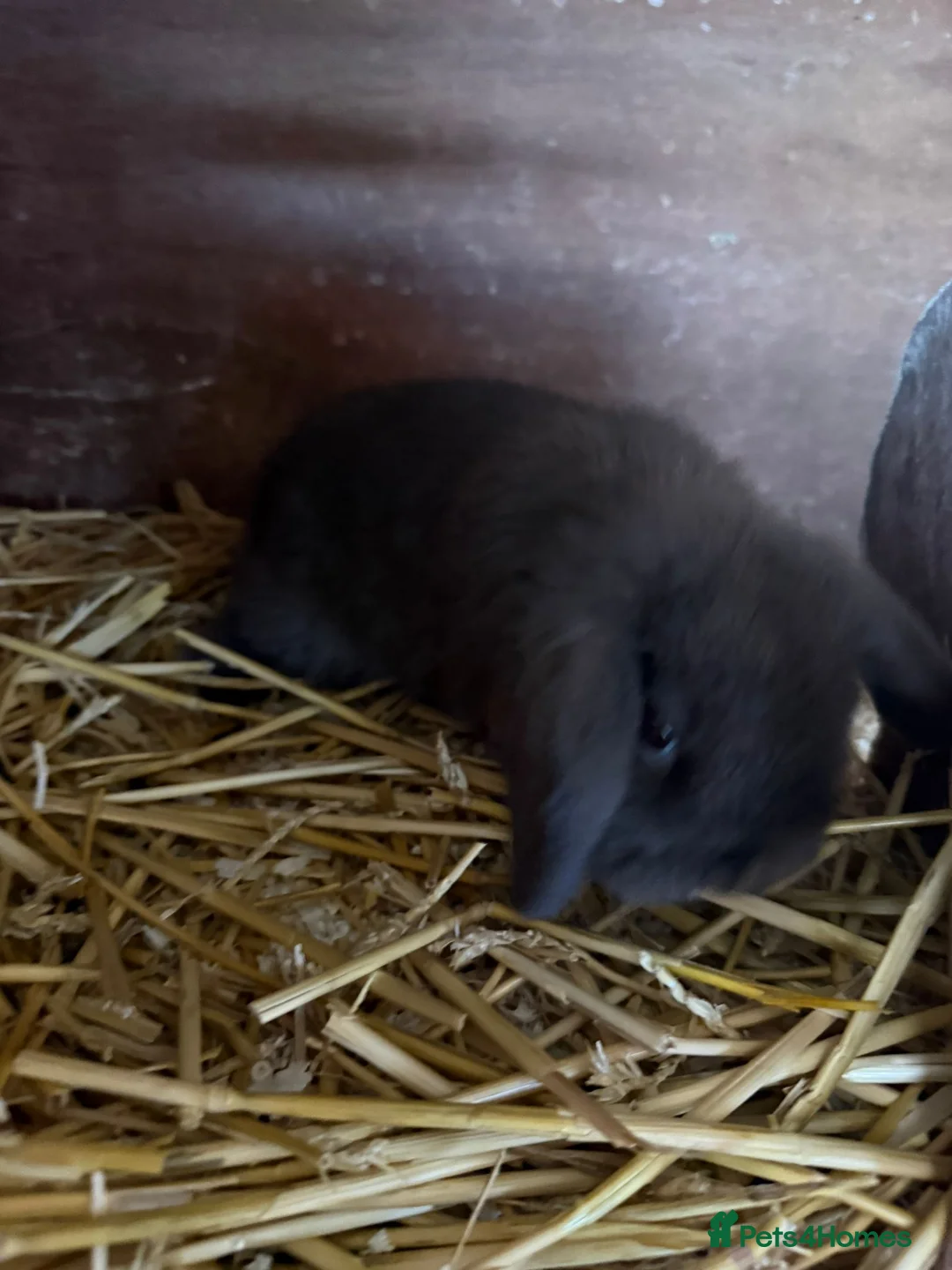Mini Lop rabbits for sale: One beautiful baby rabbit for sale  - Advert 8