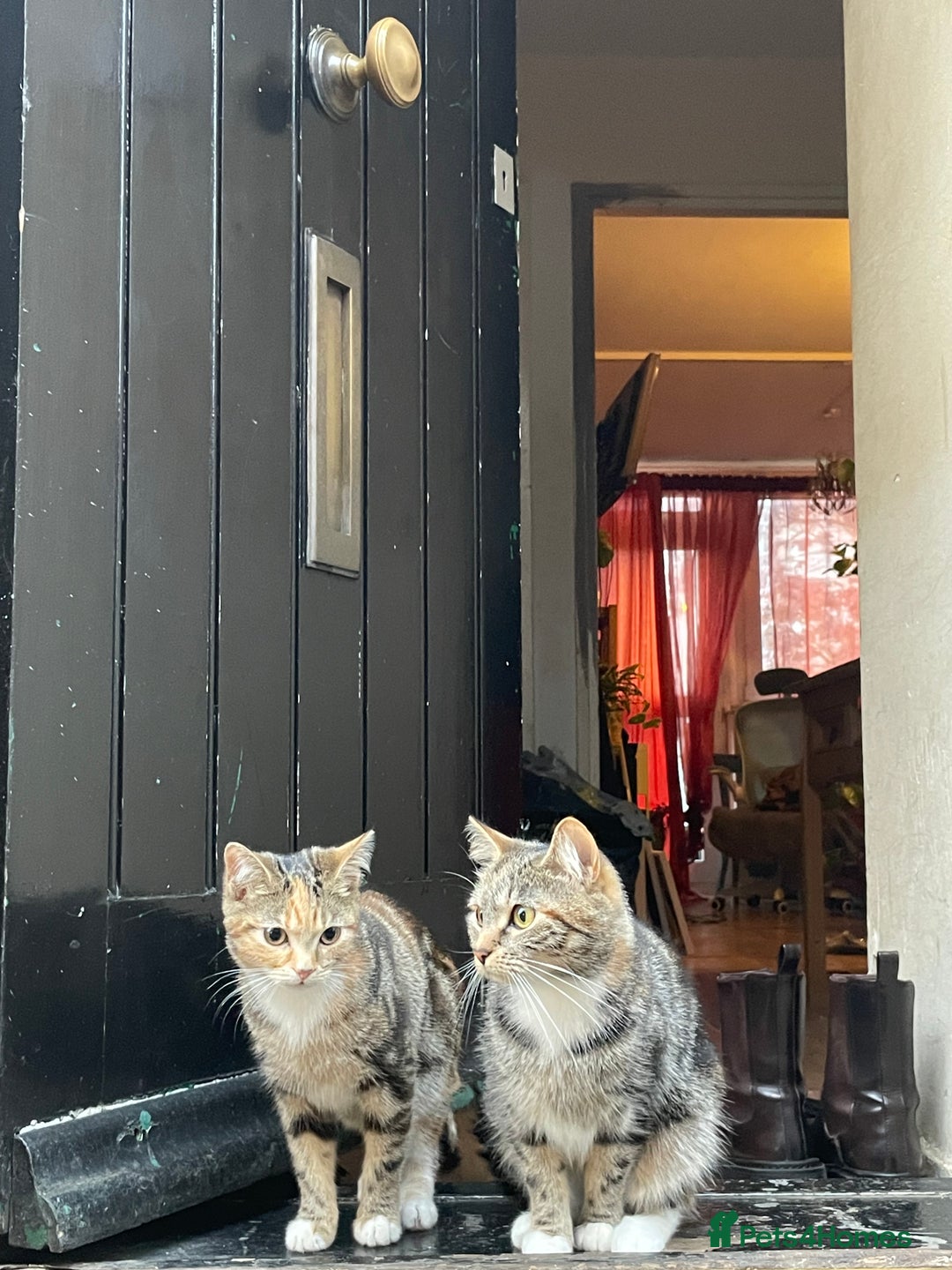 Mixed Breed cats for sale: Sheeba - Image 9