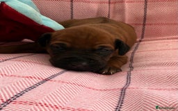 Rhodesian Ridgeback dogs for sale: Rhodesian Ridgeback Puppies KC reg - Image 13