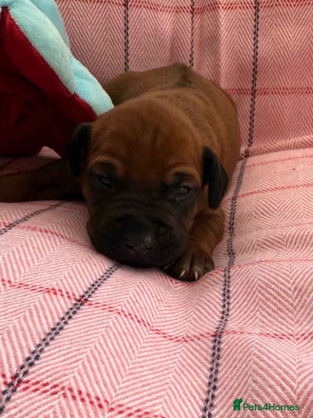 Rhodesian Ridgeback dogs for sale: Rhodesian Ridgeback Puppies KC reg - Image 13