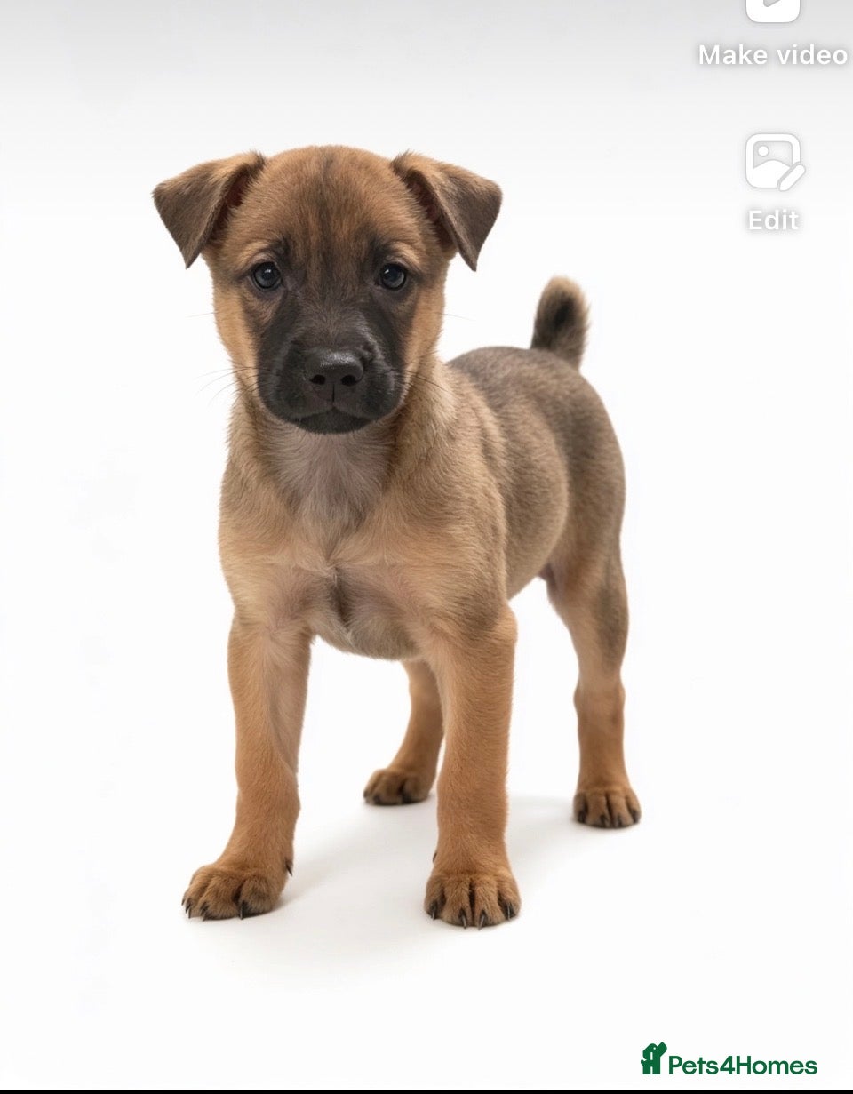 Mixed Breed dogs Shar pei x mastiff  - Advert 1