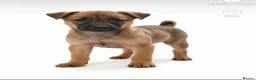 Mixed Breed dogs for sale: Shar pei  ** tiff  in Loughborough - Advert 1