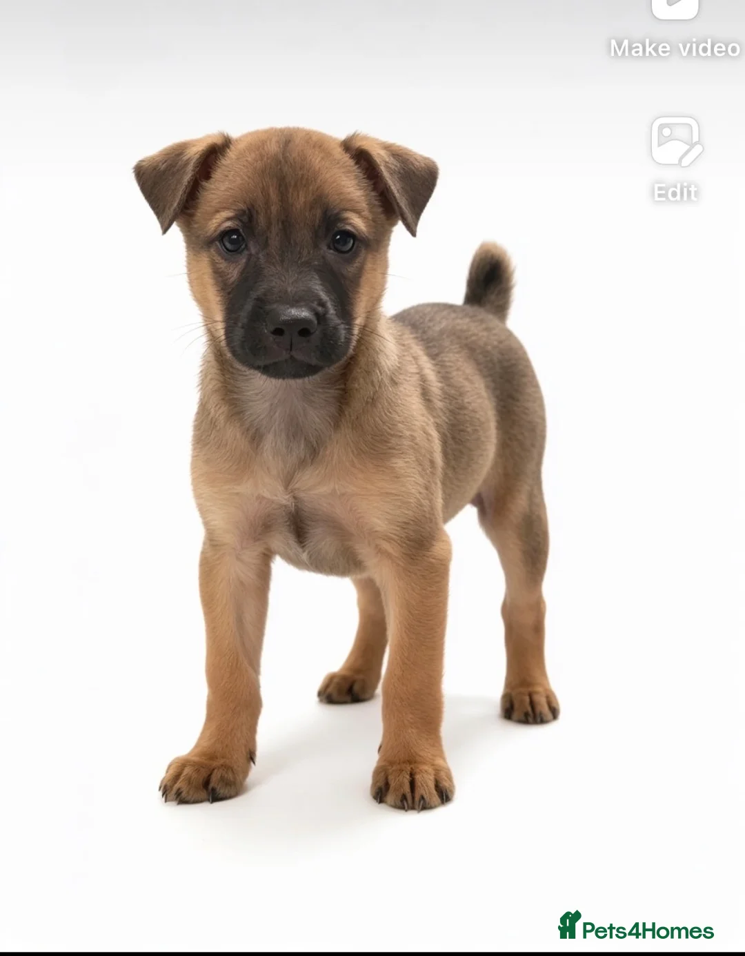 Mixed Breed dogs for sale: Shar pei  ** tiff  in Loughborough - Advert 1