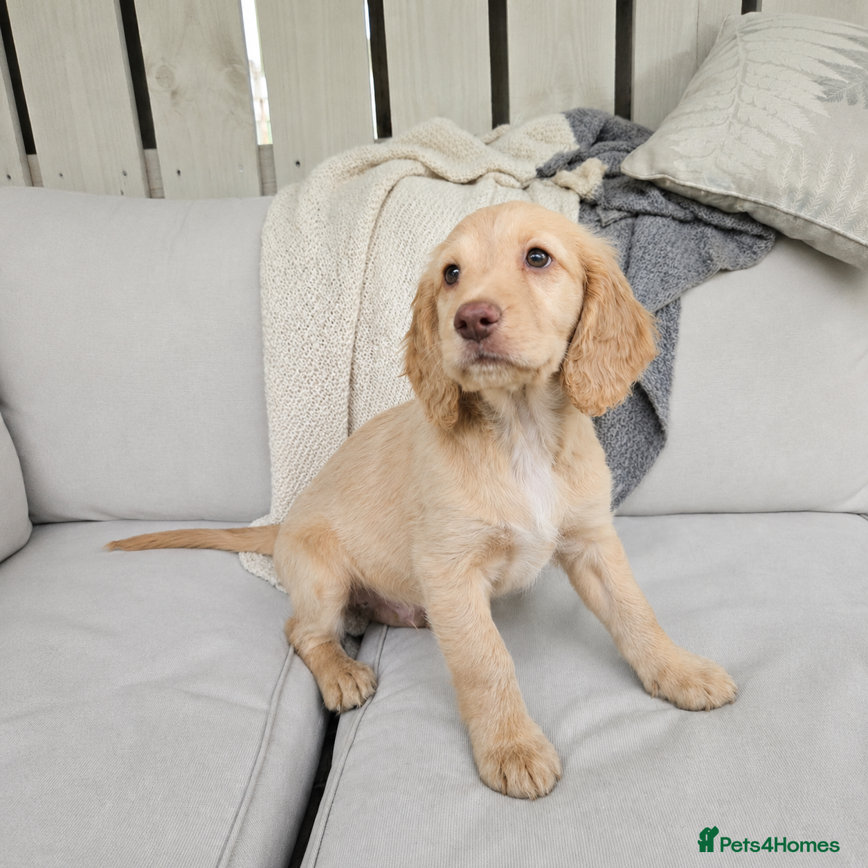 Cockapoo dogs Beaty home-raised Cockapoo puppies ready now - Advert 3