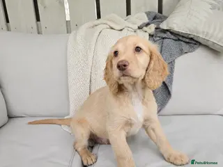 Cockapoo dogs Beaty home-raised Cockapoo puppies ready now - Advert 3