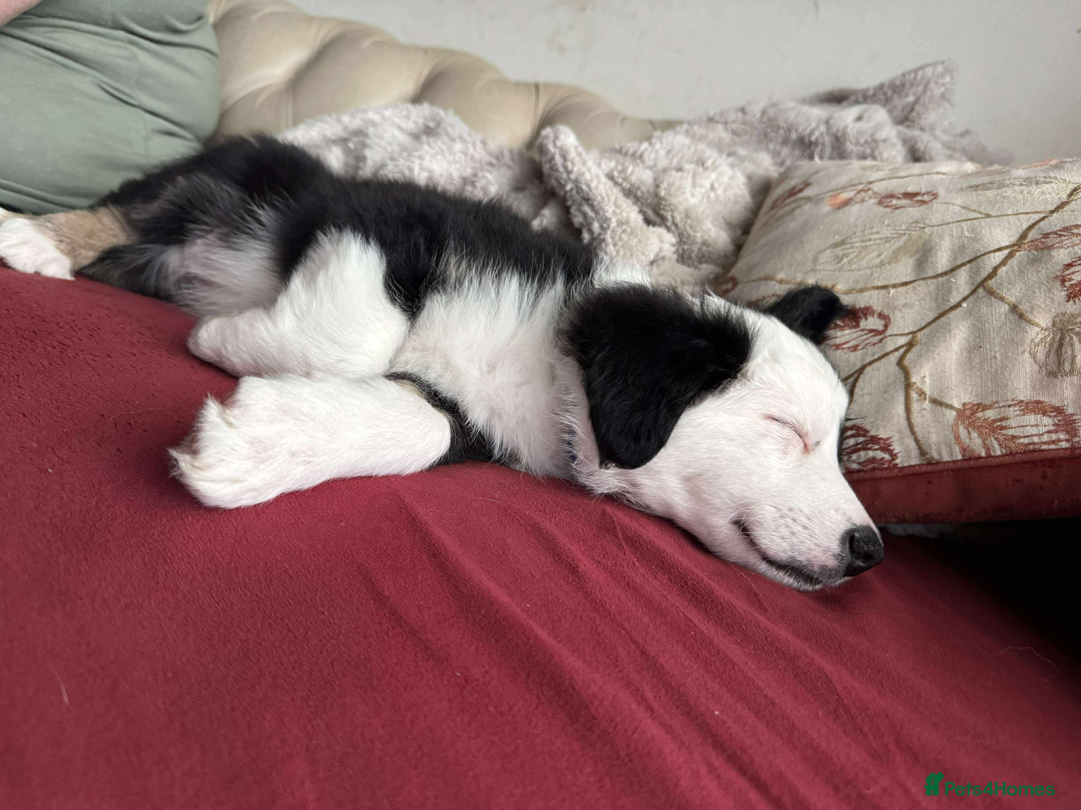 Border Collie dogs Only 2 boys left of gorgeous border collie litter - Advert 7