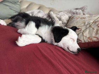 Border Collie dogs Only 2 boys left of gorgeous border collie litter - Advert 4