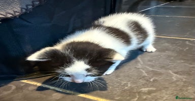 Mixed Breed cats - Advert 5
