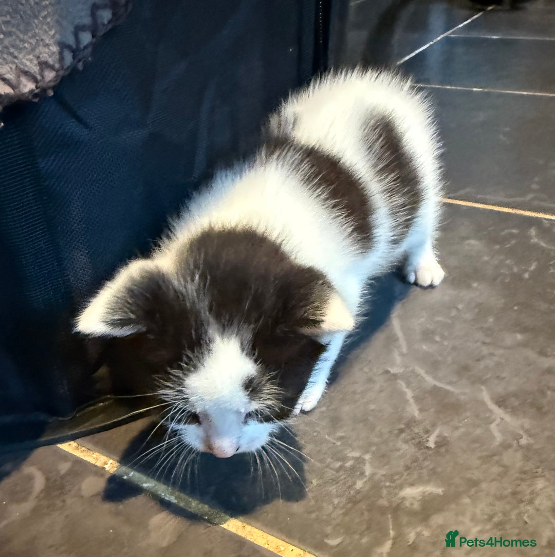 Mixed Breed cats for sale: 3 Kittens looking for their forever Homes - Image 3