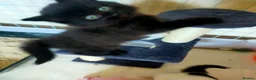 Mixed Breed cats for sale: Kittens for sale  in Alfreton - Advert 10