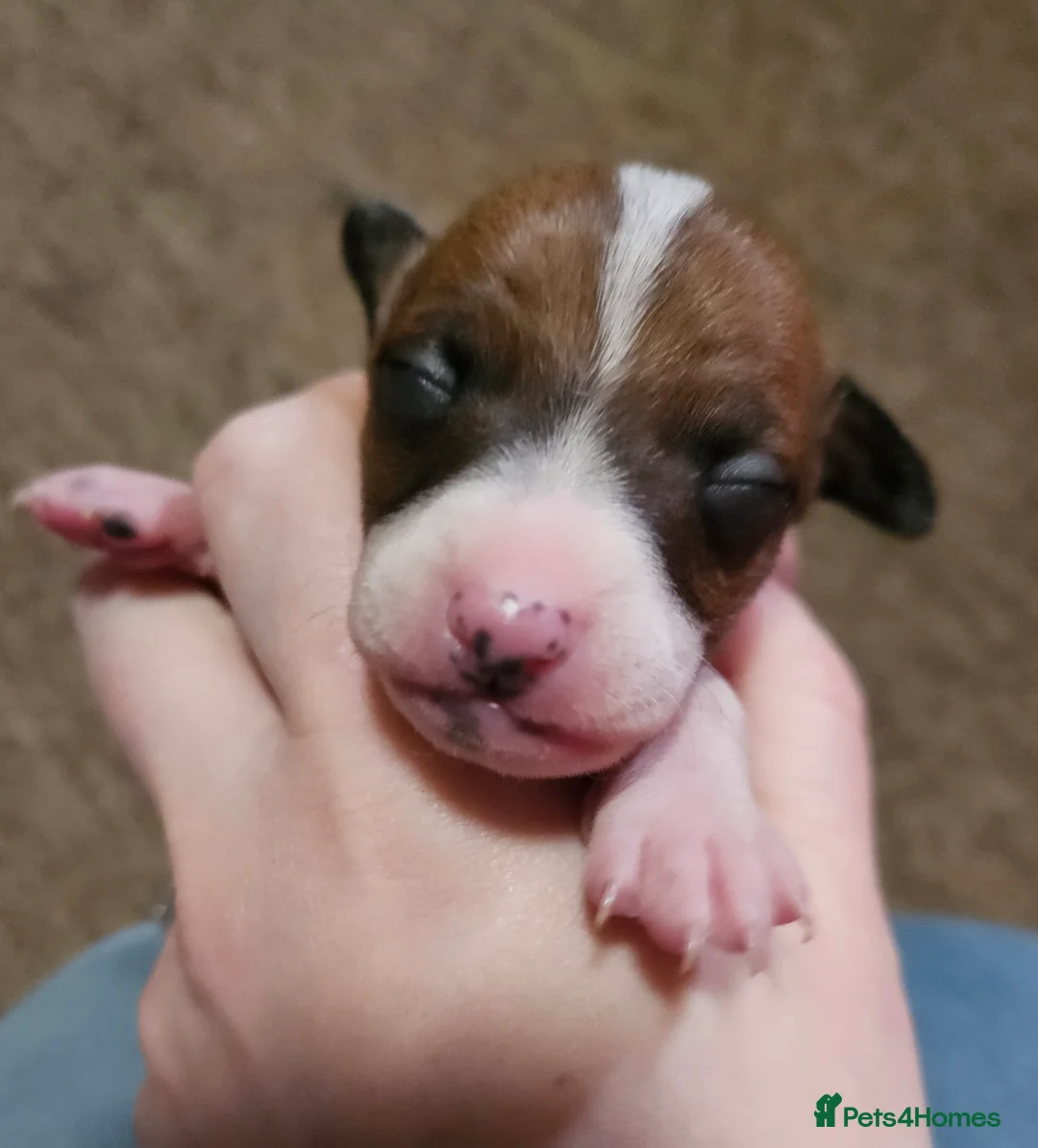 Italian Greyhound dogs for sale: Beautiful Italian Greyhound Puppies KC Registered - Advert 16