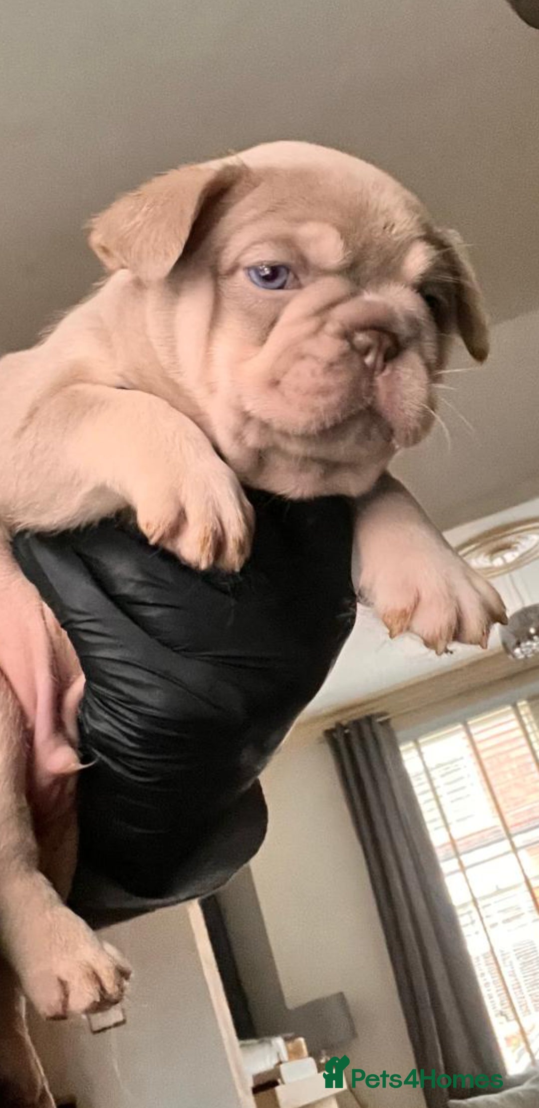 French Bulldog dogs for stud: New shade & tan carrying fluffy & cream - Advert 6