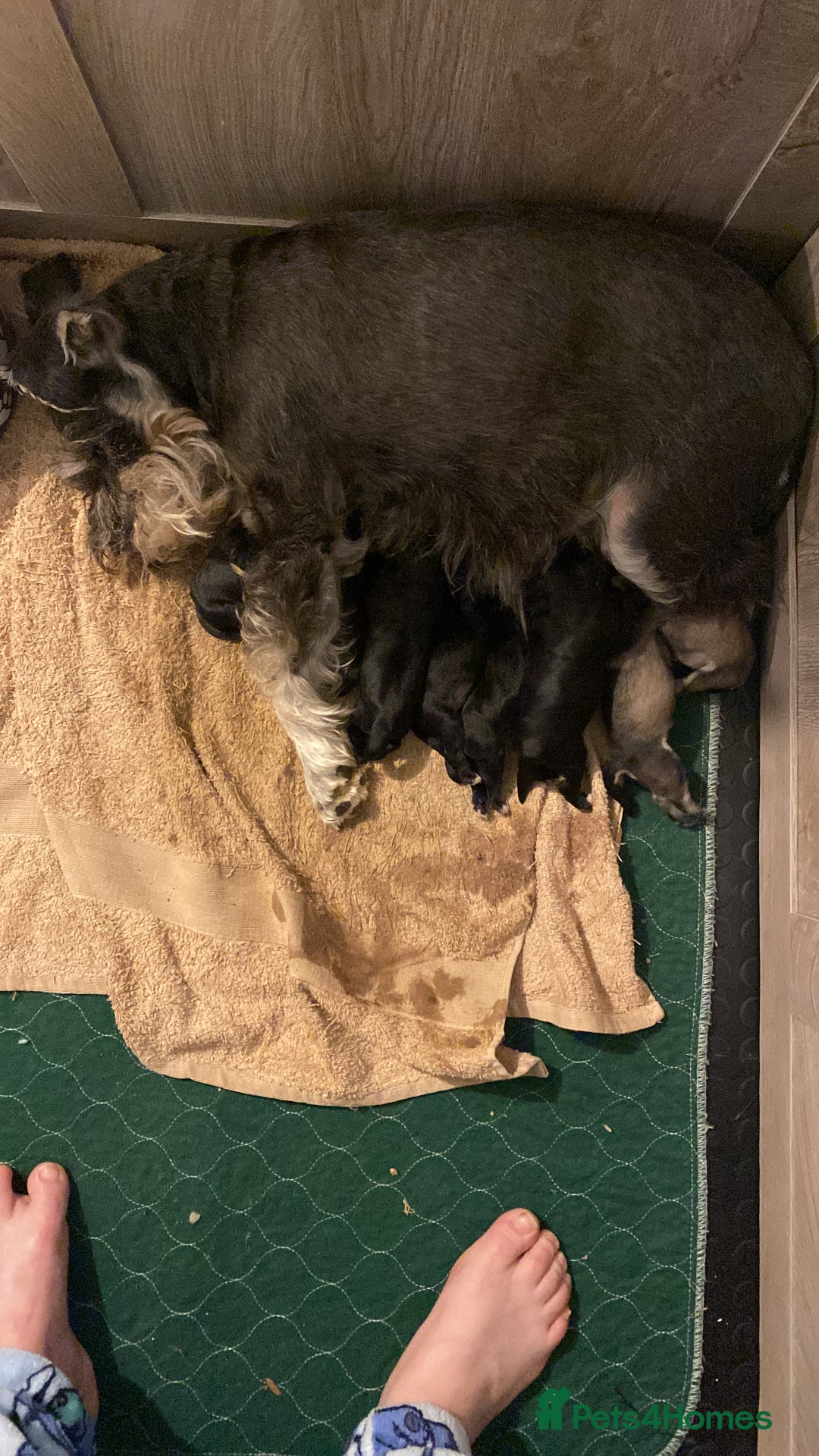 Miniature Schnauzer dogs for sale: ✨ Eight Stunning Puppies Now Available! ✨ - Advert 14