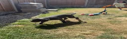 Cane Corso dogs for sale: Beautiful male 12 week old Cane Corso - Advert 10