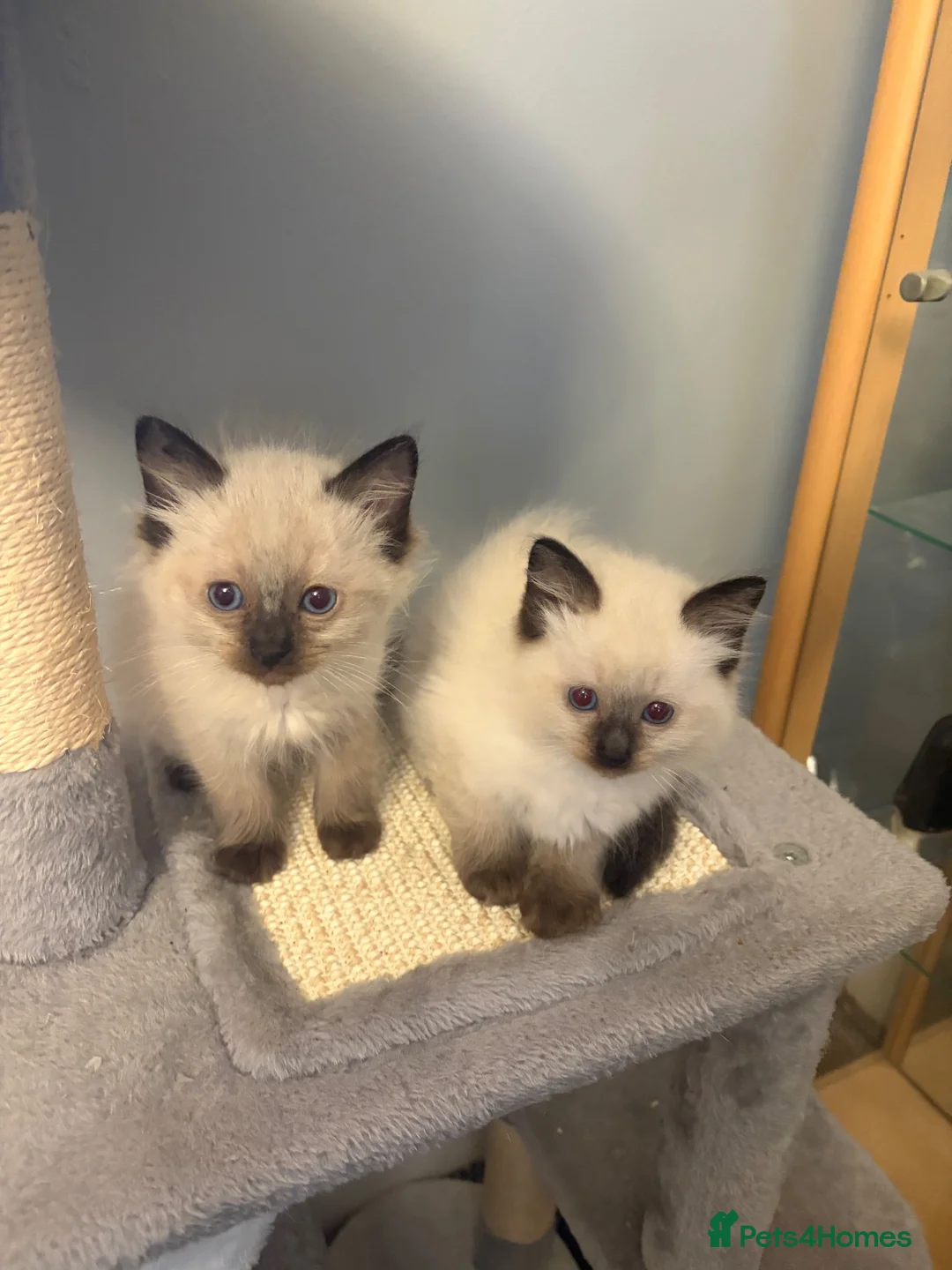 Ragdoll cats for sale: RAGDOLL BABIES - Advert 2
