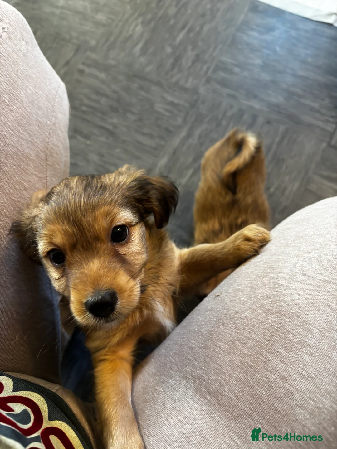 Mixed Breed dogs for sale: 3 chihuahua cross X Yorkshire terrier pups  - Advert 11