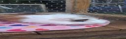Guinea Pig rodents for sale: Adorable young boar Guinea pigs  - Advert 9