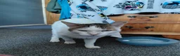 Mixed Breed cats for adoption: Affectionate Indoor rescue Big Snowy - Advert 2