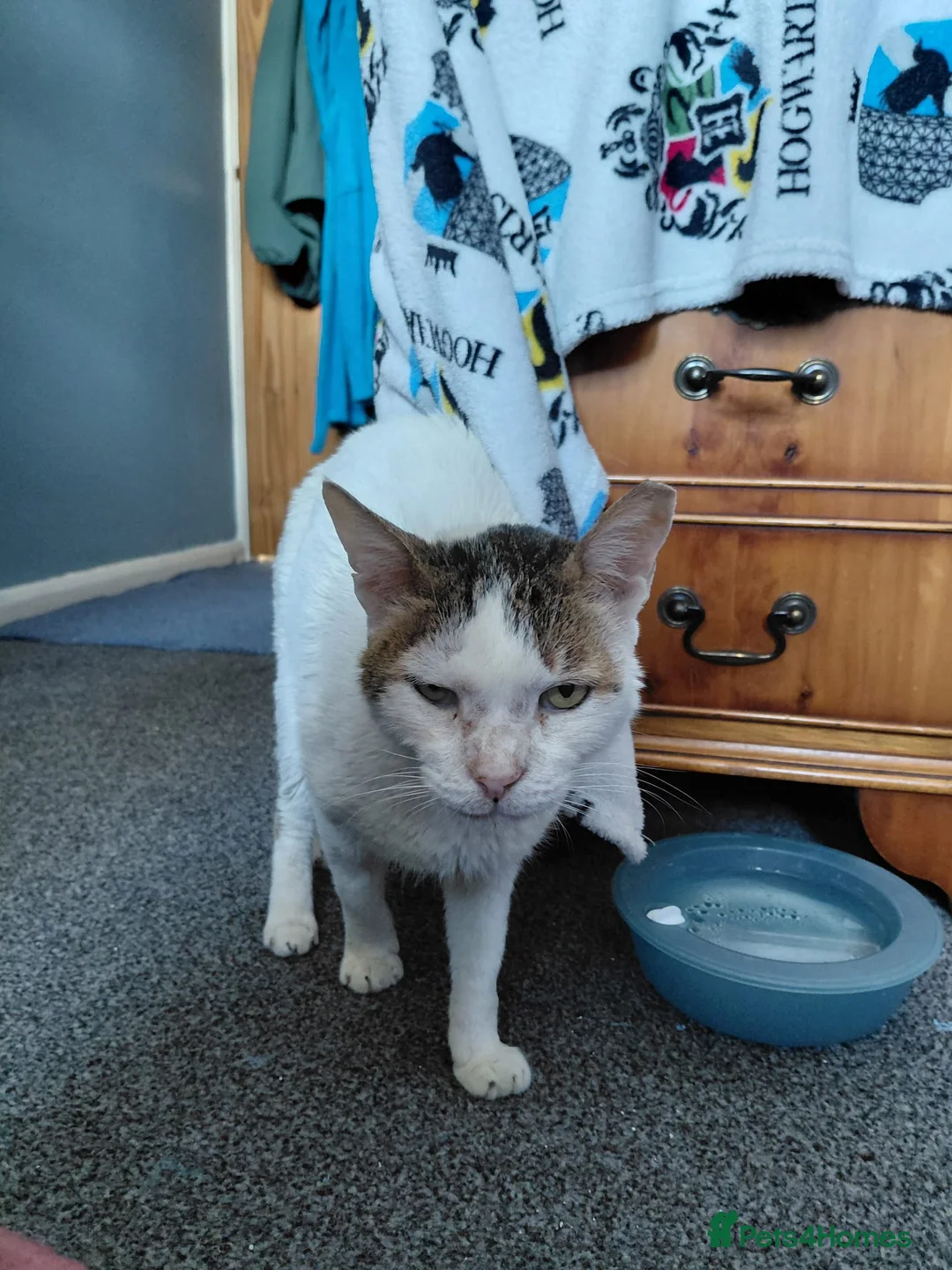 Mixed Breed cats for adoption: Affectionate Indoor rescue Big Snowy - Advert 2