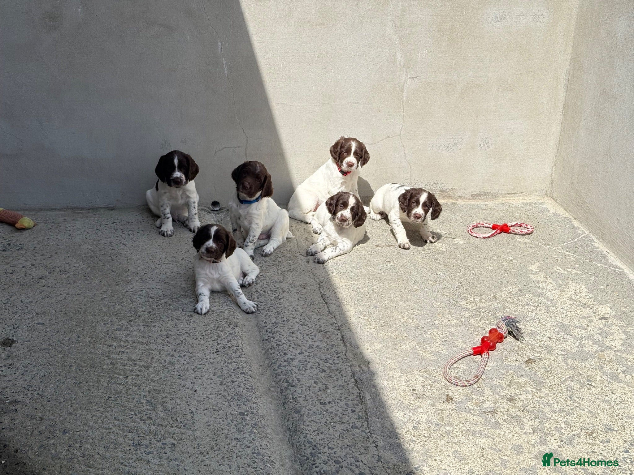 English Springer Spaniel dogs Springer spaniel puppies  - Advert 2