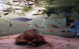 Live Bearers fish for sale: Young assorted guppies for sale - Image 4