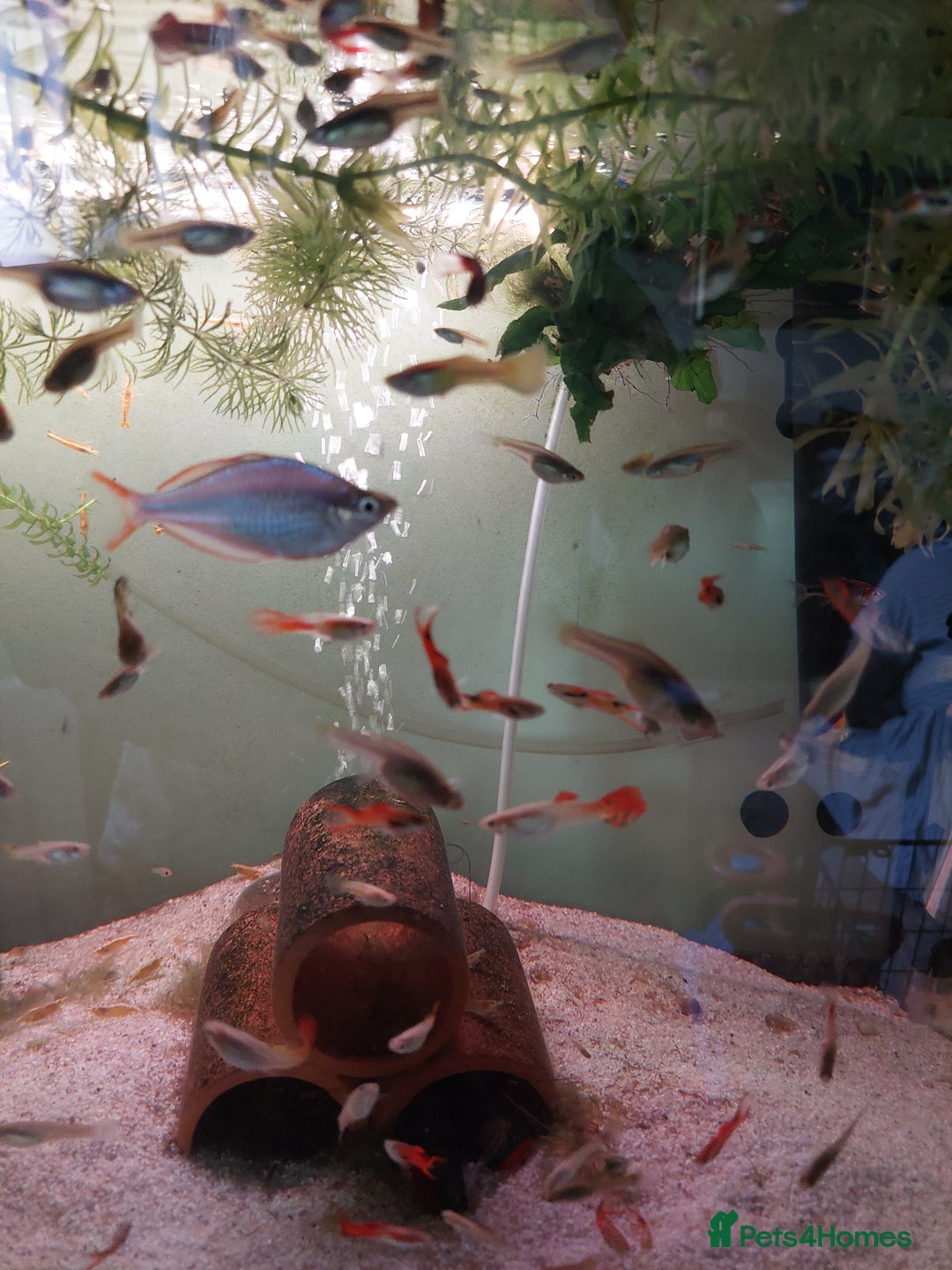 Live Bearers fish for sale: Young assorted guppies for sale - Image 4
