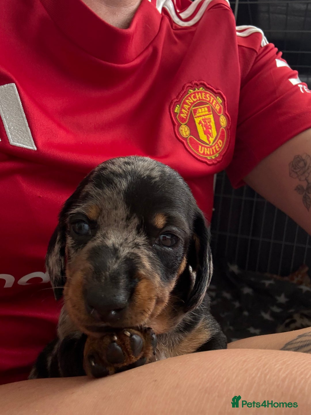 Miniature Dachshund dogs for sale: Venus is a mama to 5! - Image 5