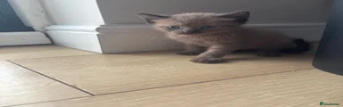 Mixed Breed Kitten 2