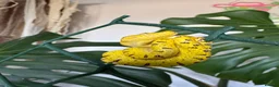 Python Snake reptiles for sale: Baby Green Tree Pythons (Aru x Manokwari)  in South Ockendon - Advert 2