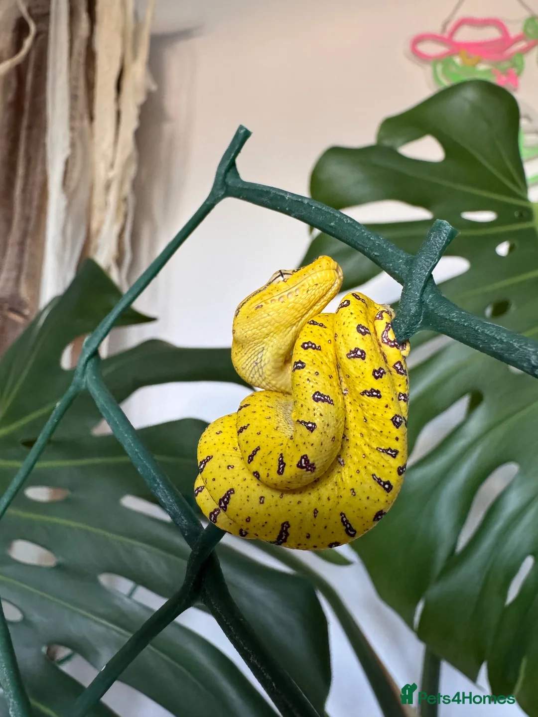 Python Snake reptiles for sale: Baby Green Tree Pythons (Aru x Manokwari)  in South Ockendon - Advert 2