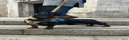 Dachshund dogs for stud: Dachshund Available for Stud - Advert 5