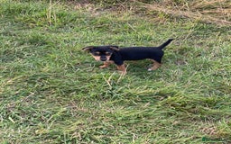 Jack Russell dogs for sale: Short legged smooth coated Jack Russell puppies  - Image 15