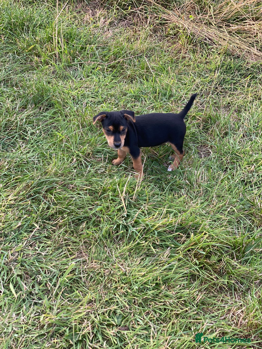 Jack Russell dogs for sale: Short legged smooth coated Jack Russell puppies  - Image 15