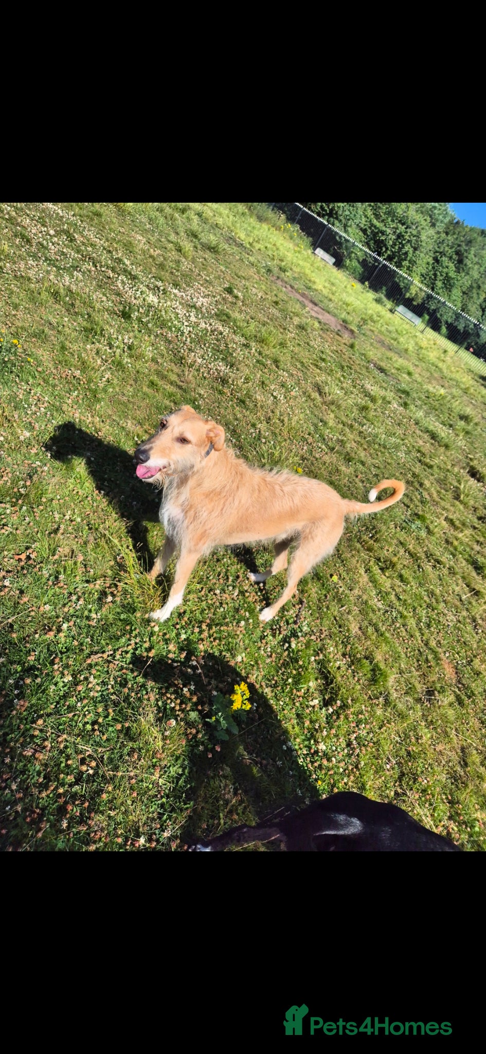 Mixed Breed dogs Lurcher Lad Milo! - Advert 1