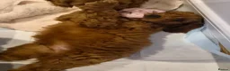 Cavapoo dogs for sale: Gorgeous Cavapoo puppies - Advert 8