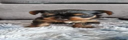 Yorkshire Terrier dogs for sale: Yorkshire terrier puppies 🐶  - Advert 10