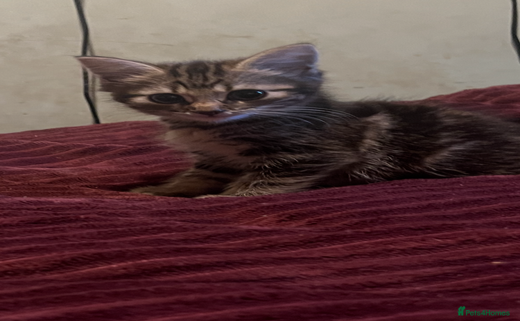 Mixed Breed cats 1 boy 1 girl ready for home 10 weeks  - Advert 1